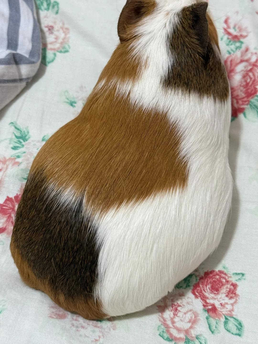 ë