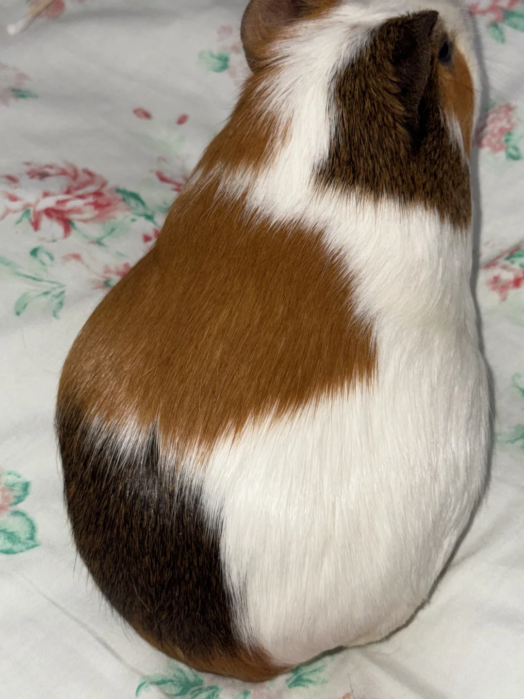 ë