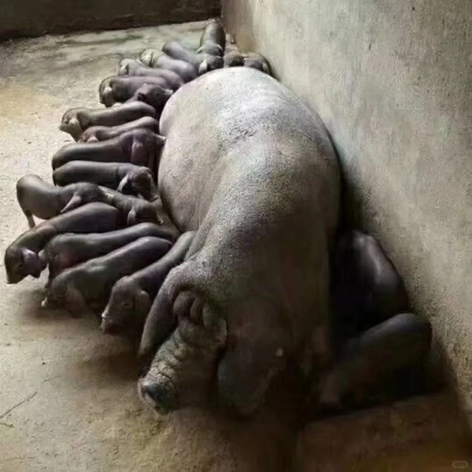 ۸