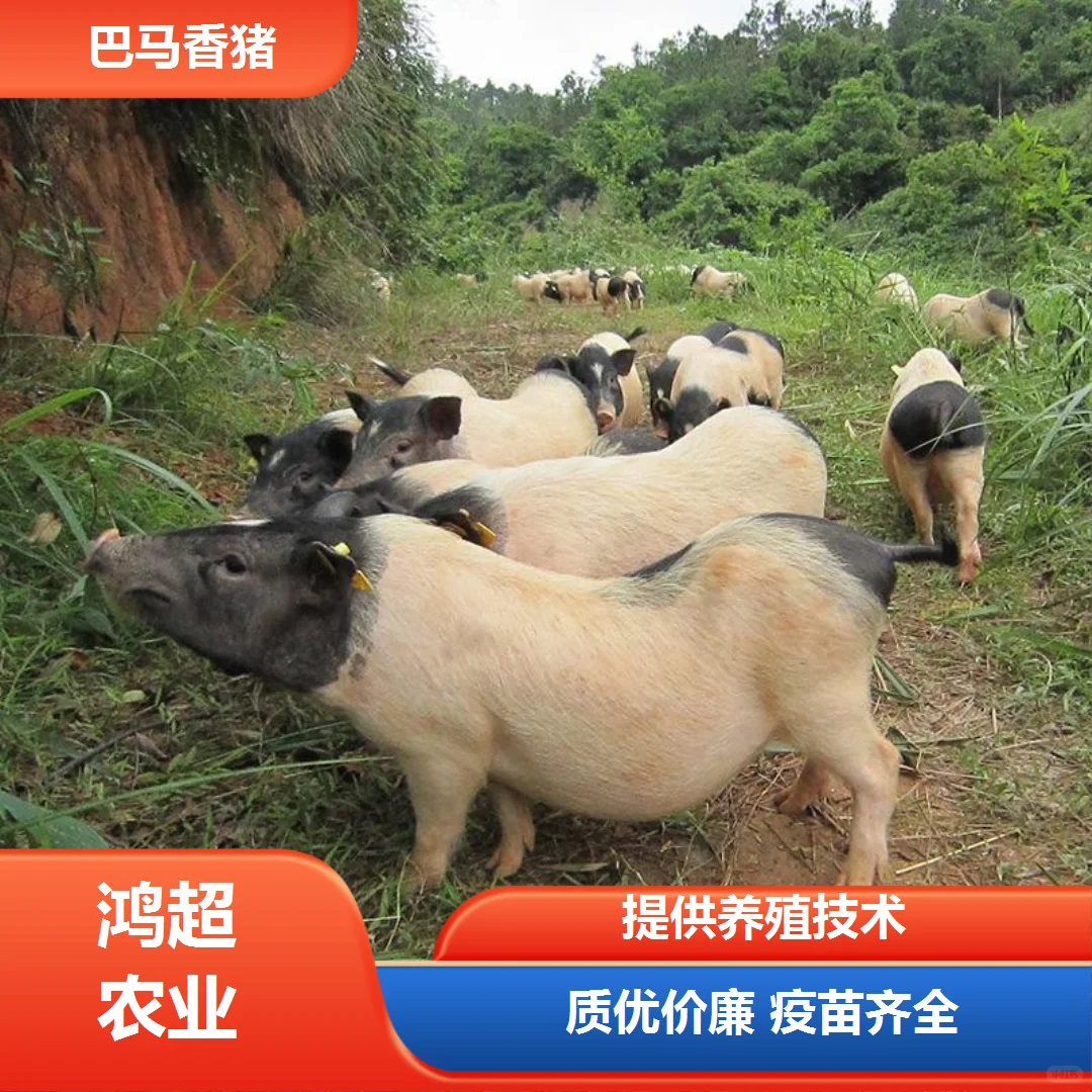 СǮһֻ
