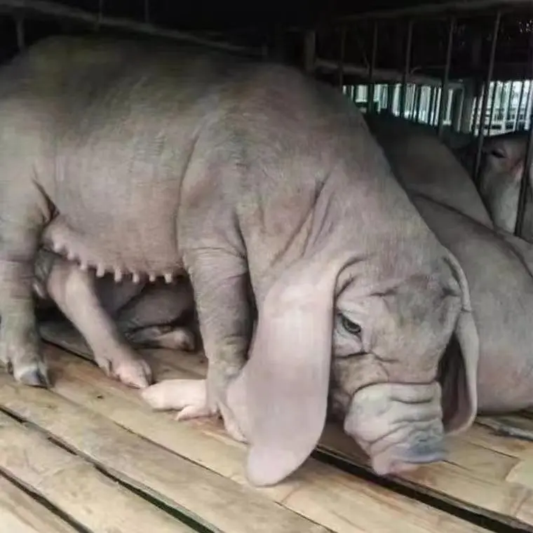 ̫ĸ۸