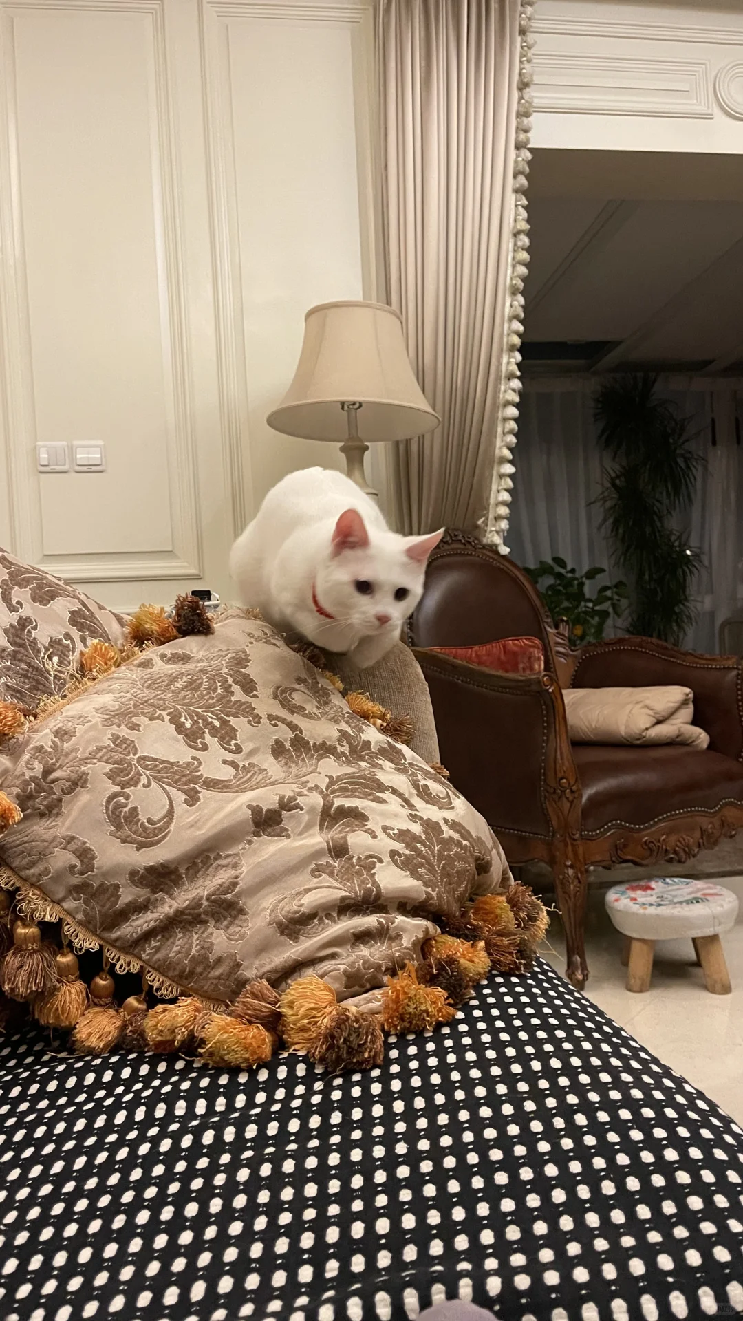 ǿ