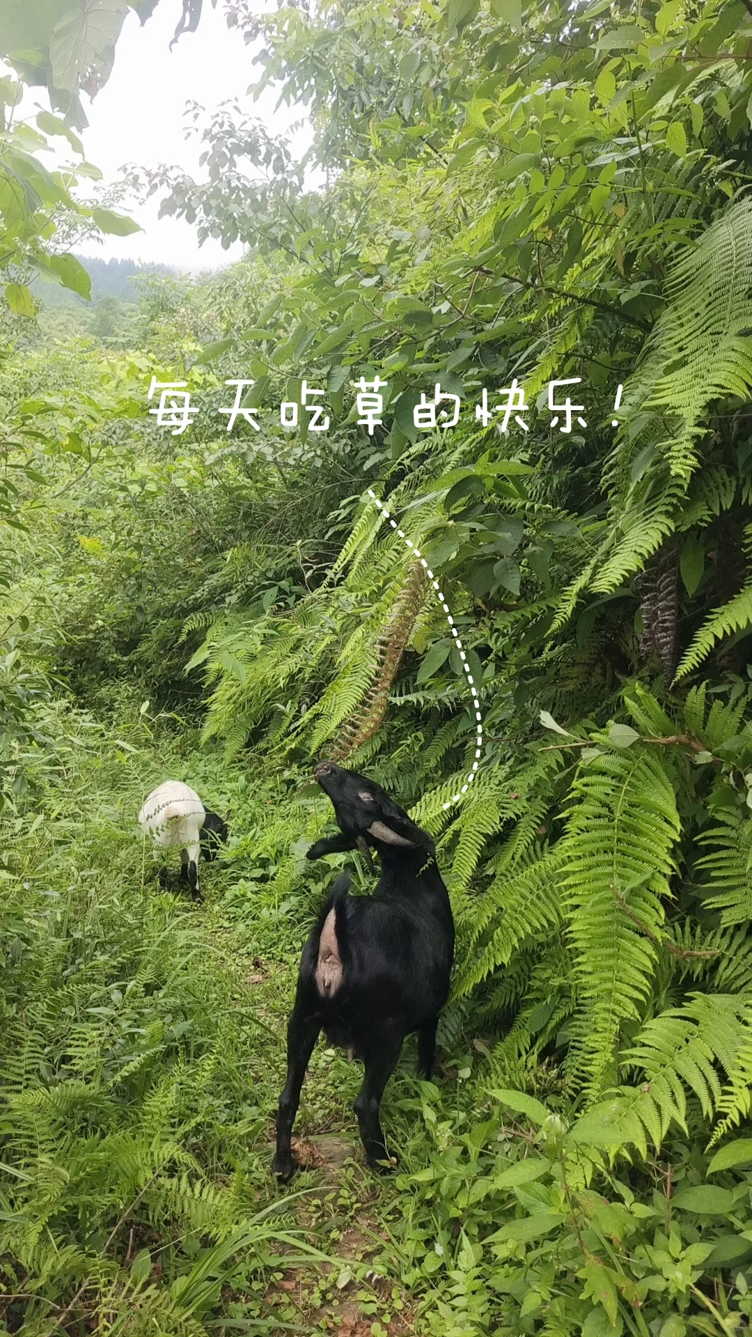 鷳¶