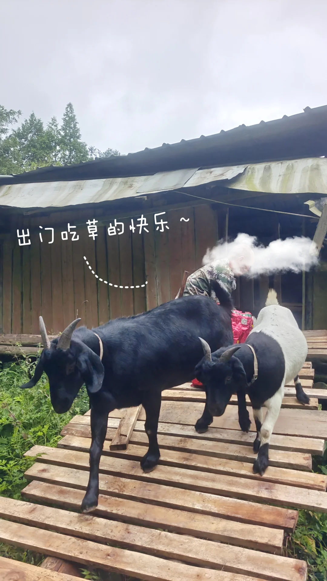 鷳¶