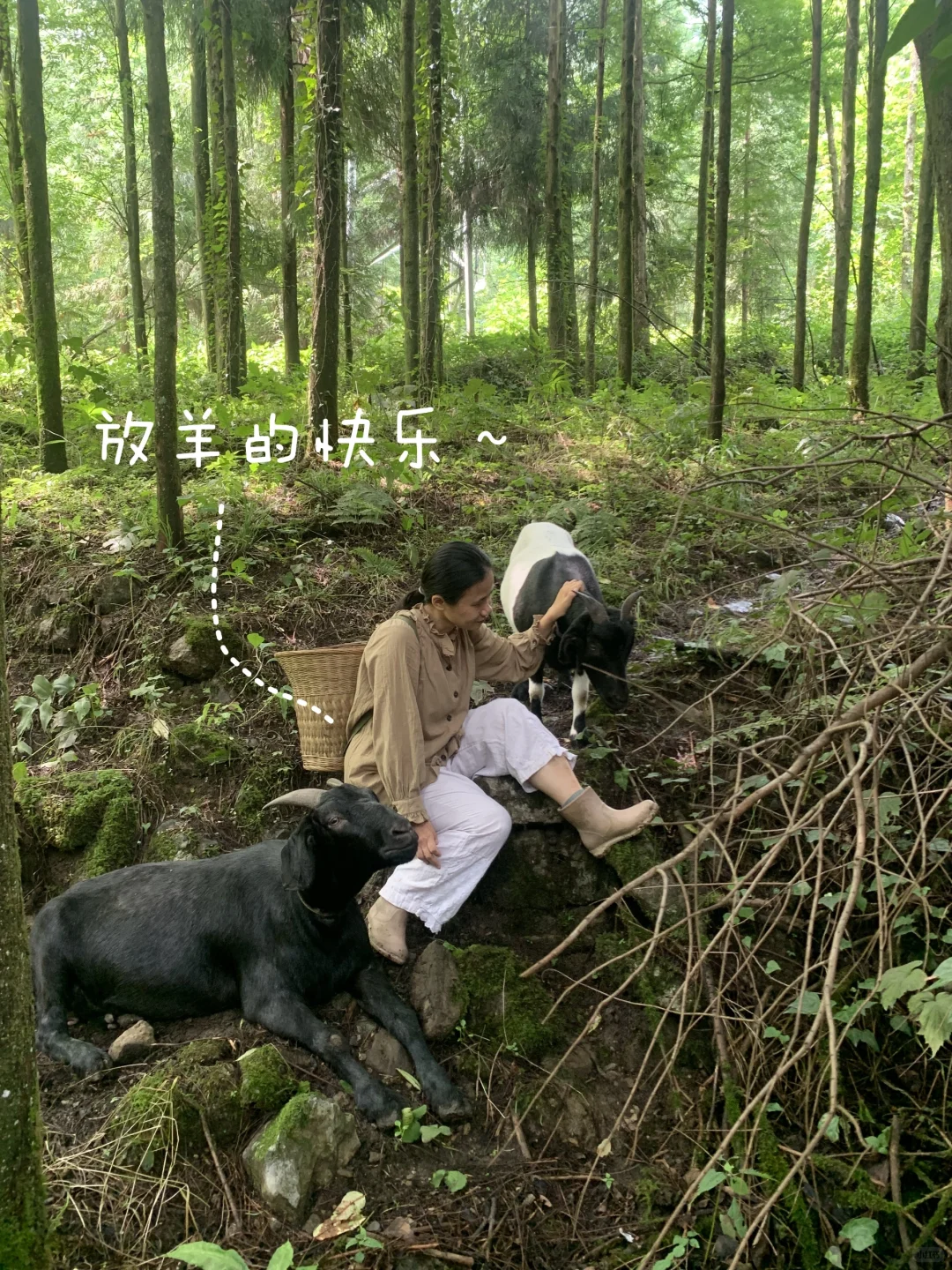 鷳¶