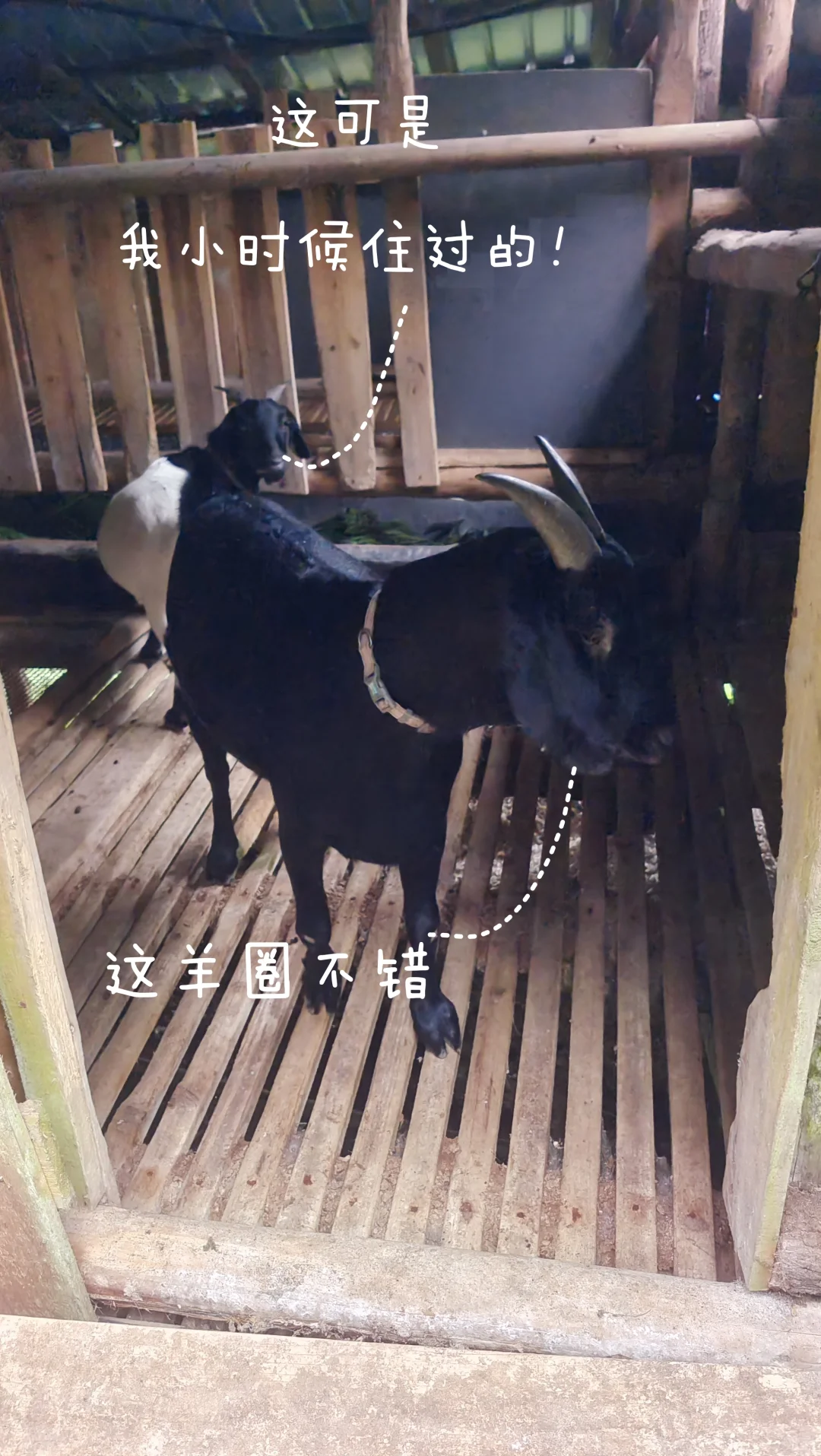 鷳¶