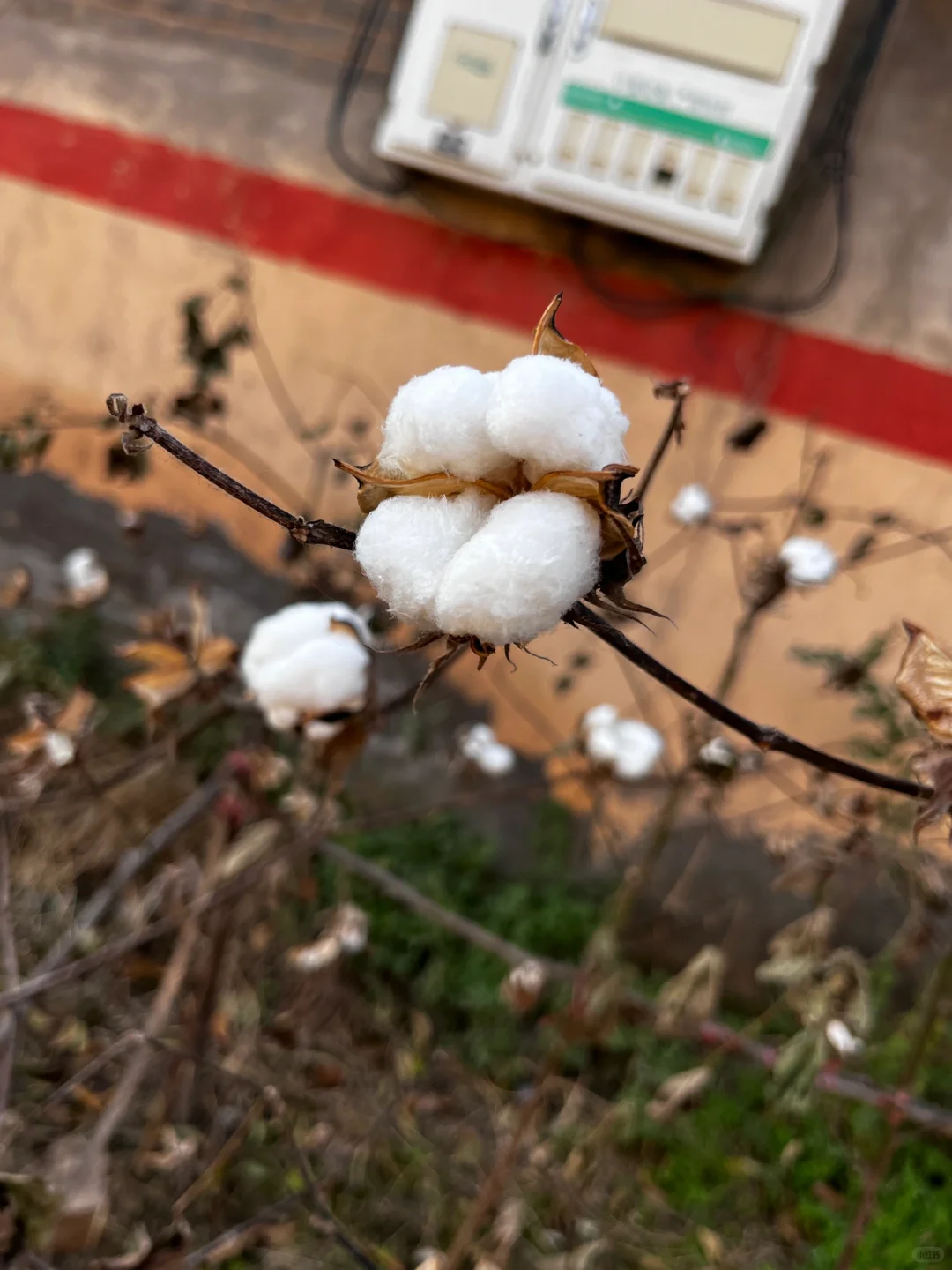 ũһж