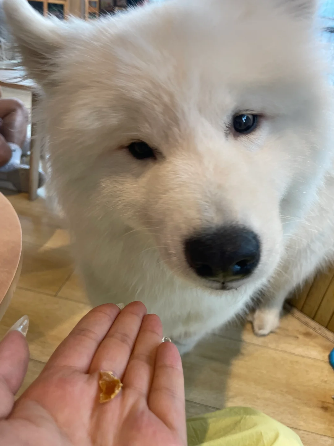 狗咖初体验!!