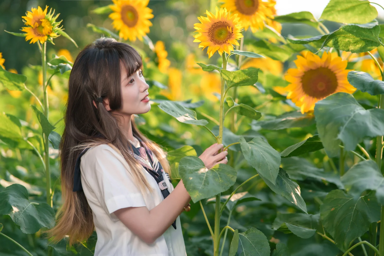 今天是阳光☀️向日葵与JK！