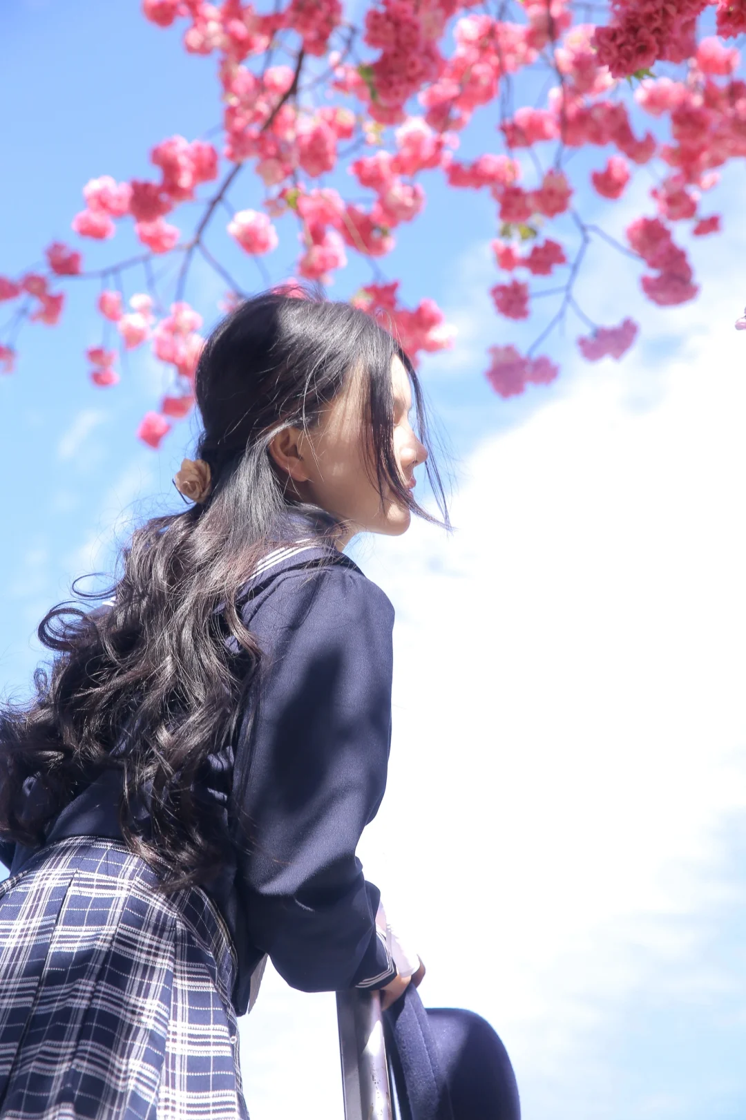 情书与樱花