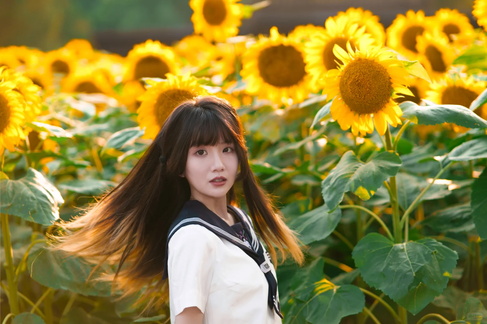 今天是阳光☀️向日葵与JK！