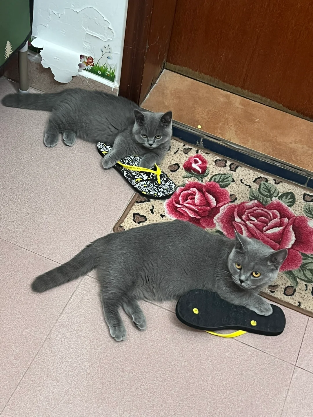 生日快乐 我的小宝贝🐱