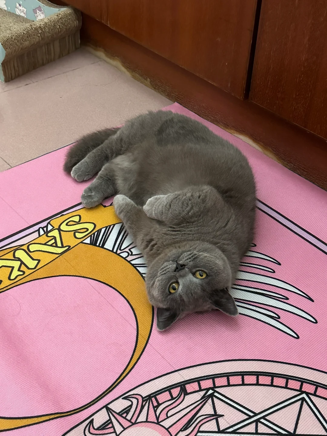 生日快乐 我的小宝贝🐱