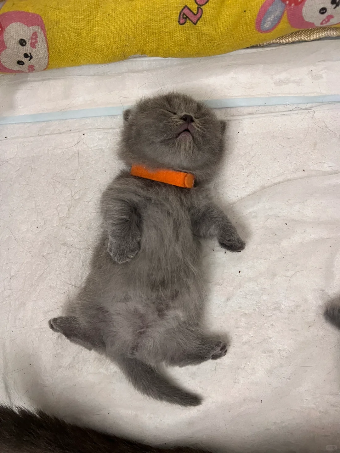生日快乐 我的小宝贝🐱