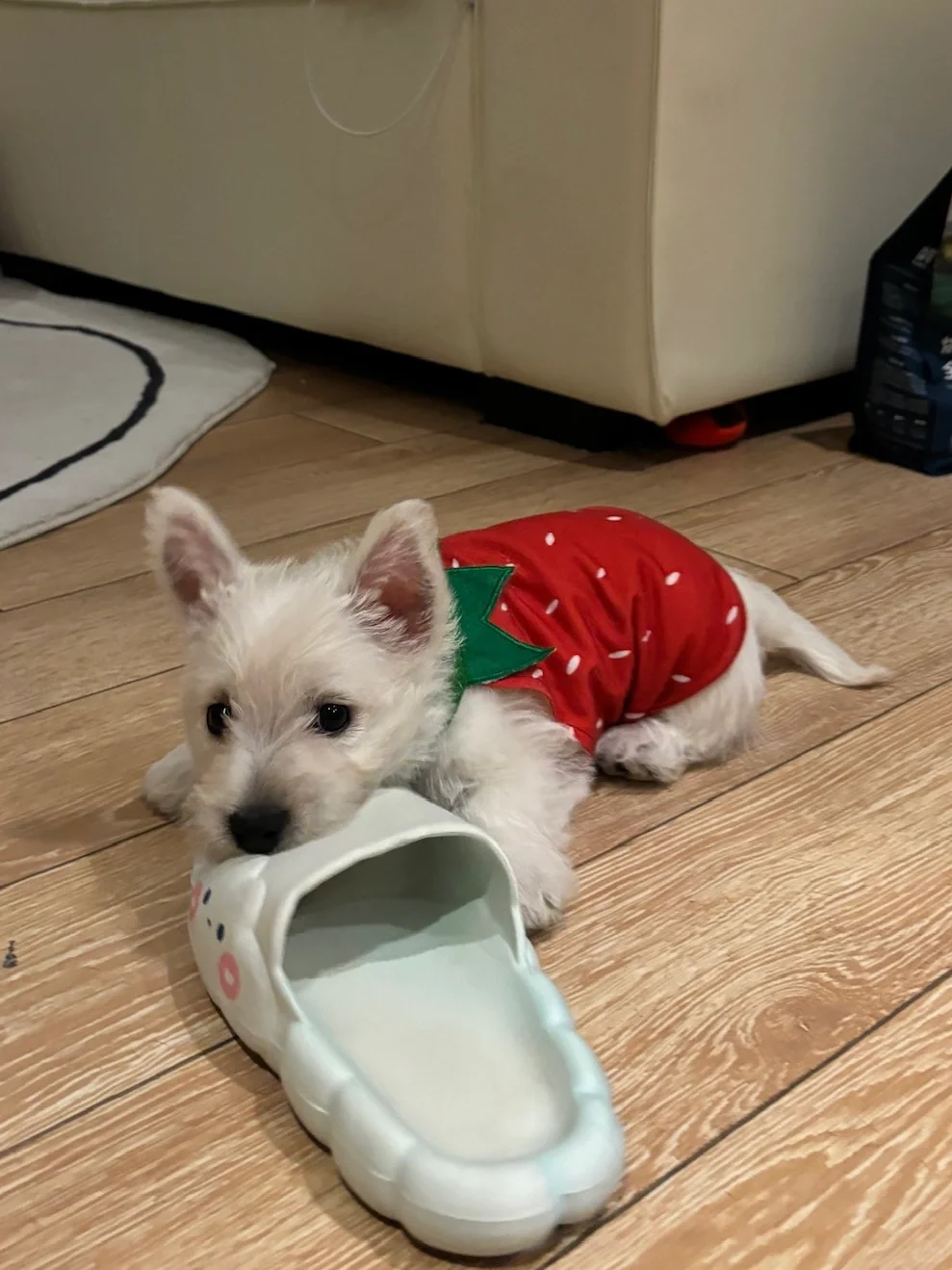 反季大草莓🍓