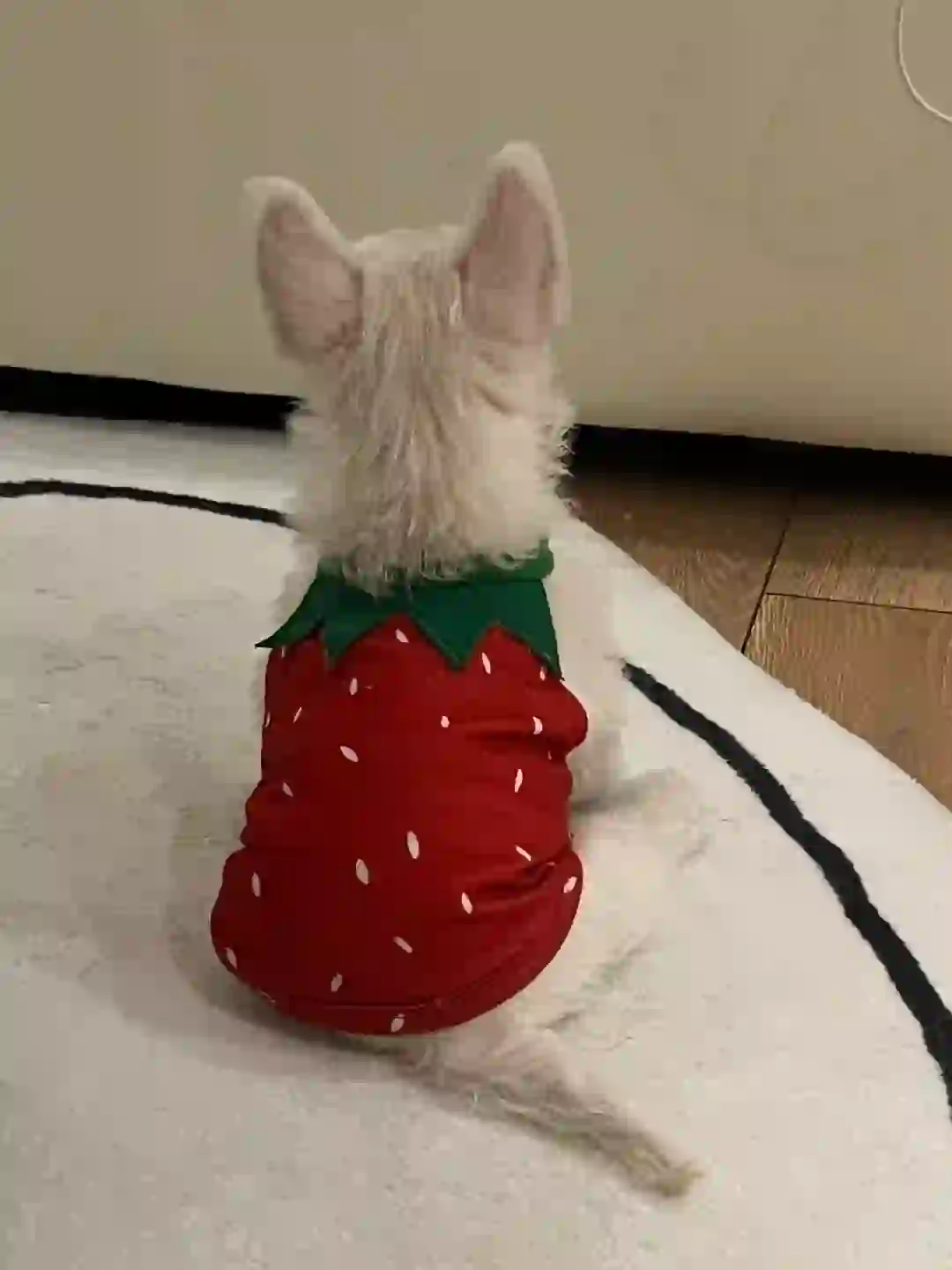 反季大草莓🍓