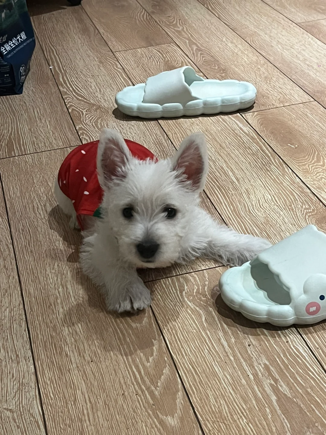 反季大草莓🍓