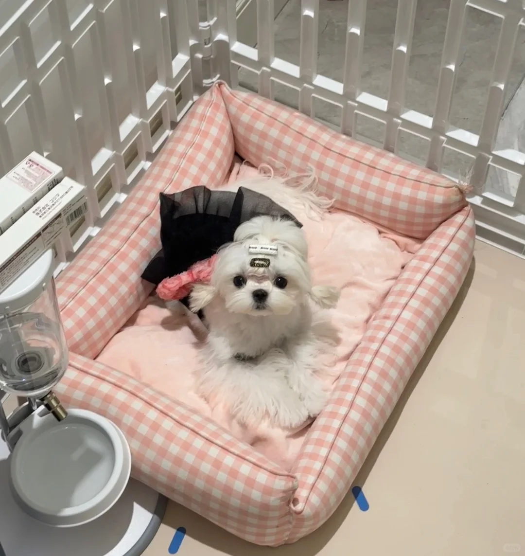 Maltese|甜妹拯救世界🤩🎀