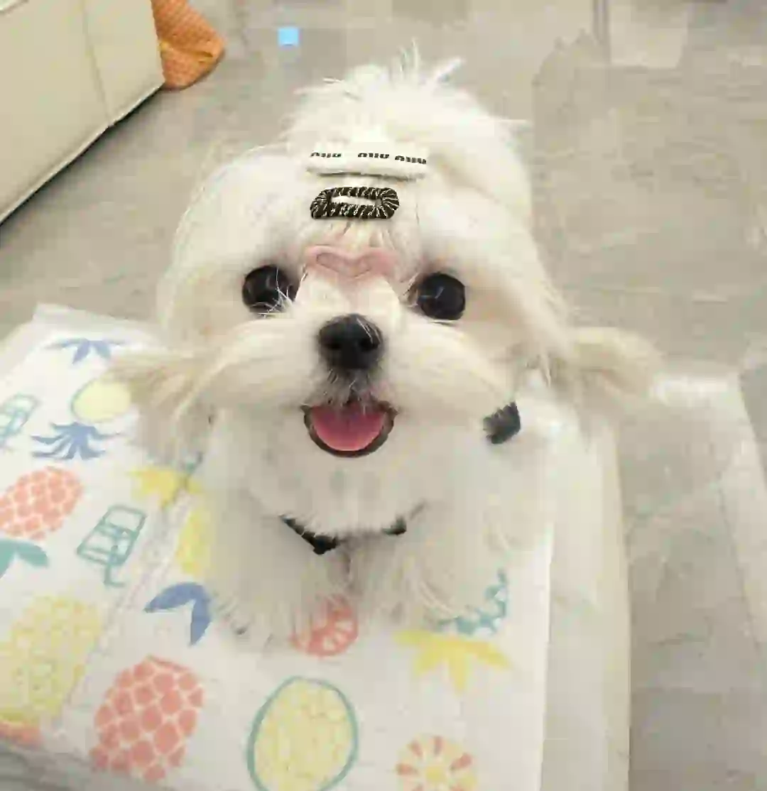 Maltese|甜妹拯救世界🤩🎀