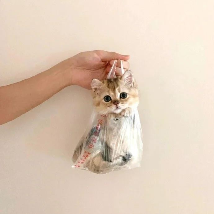 这个世界不能没有甜妹