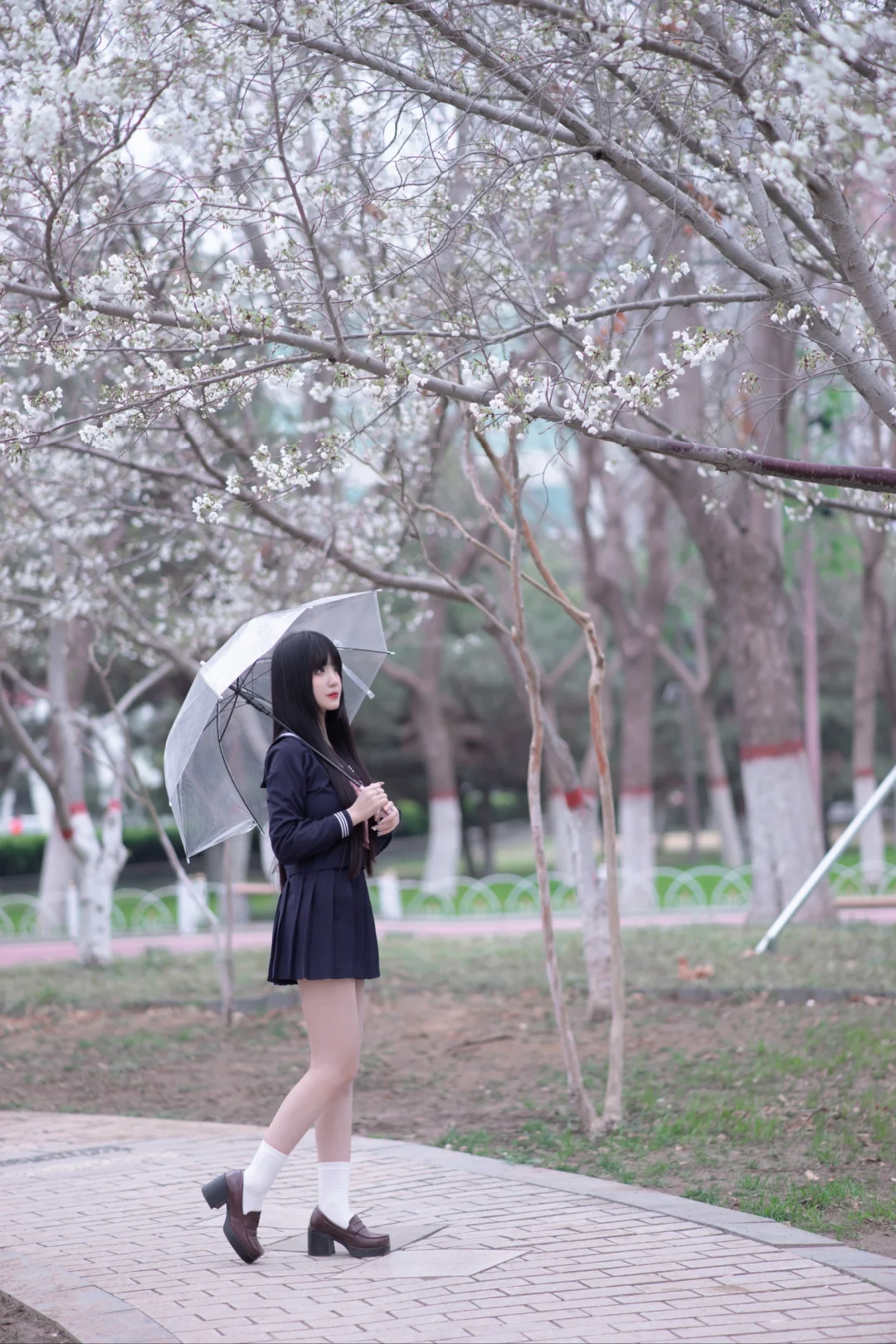 邯郸的樱花开了｜底层摄影拍的樱花jk
