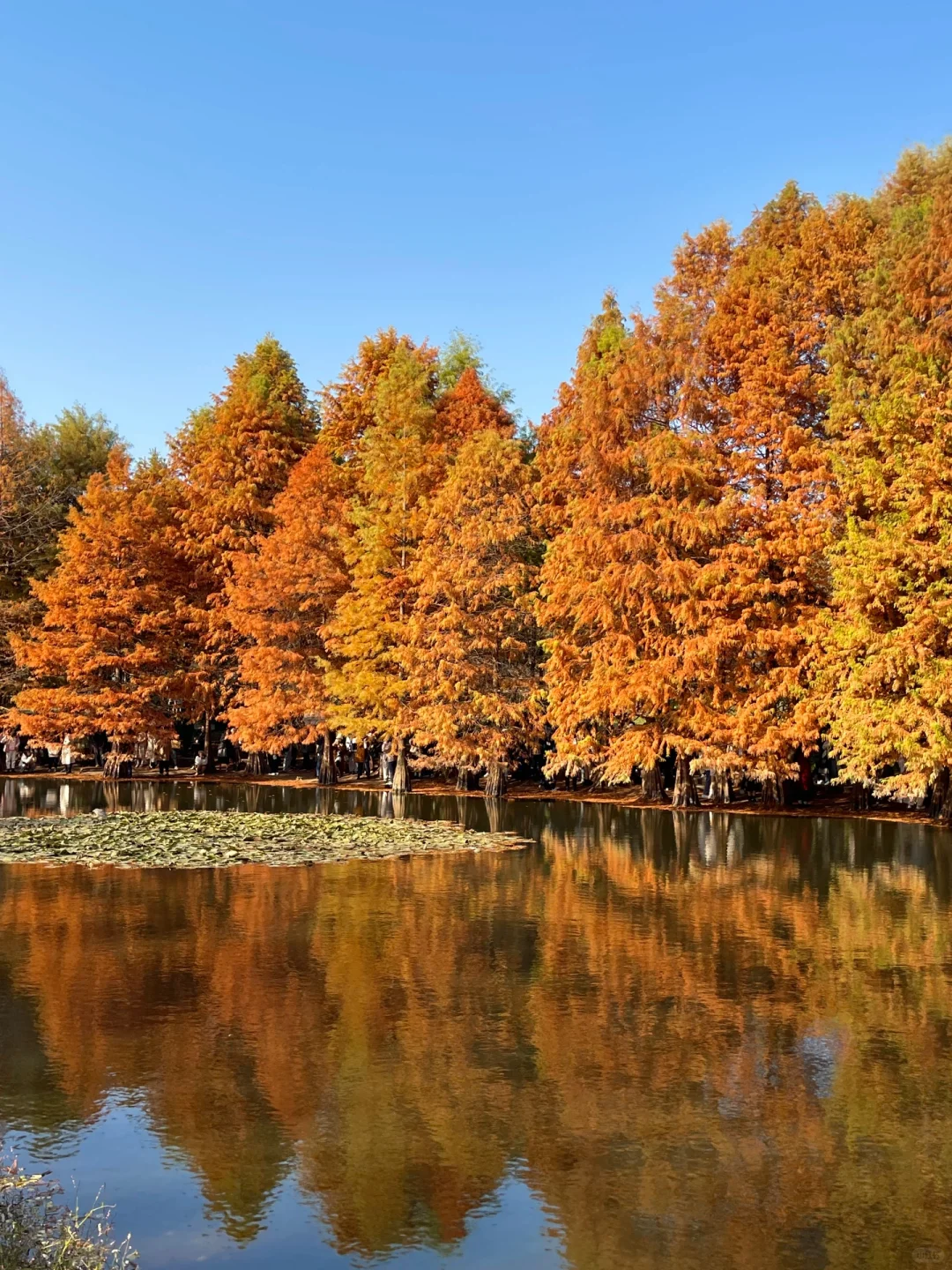 🍂2岁幼崽来感受秋日金陵的浪漫 | 南京