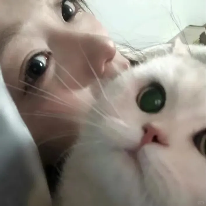 𝙒𝙚𝘾𝙝𝙖𝙩猫系甜妹头像