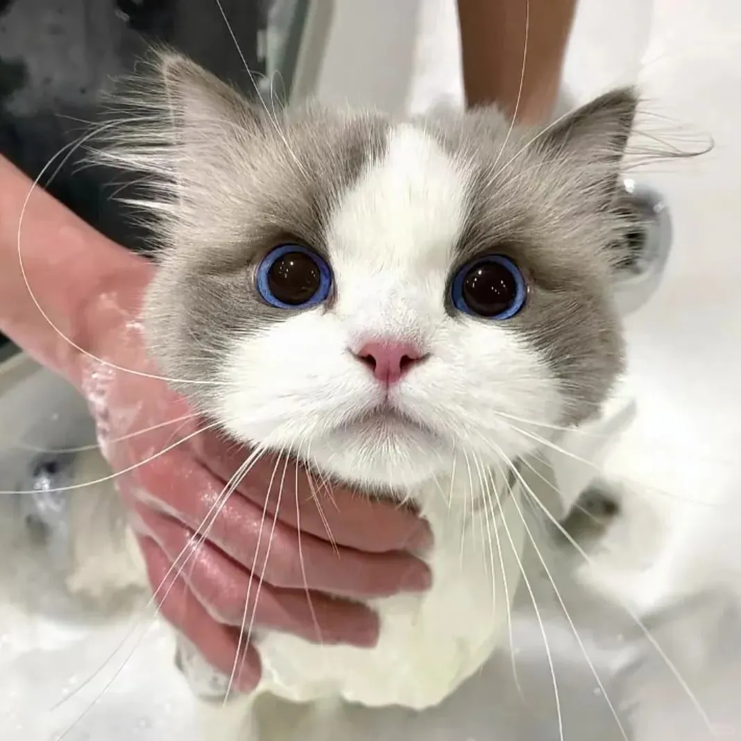 𝙒𝙚𝘾𝙝𝙖𝙩猫系甜妹头像
