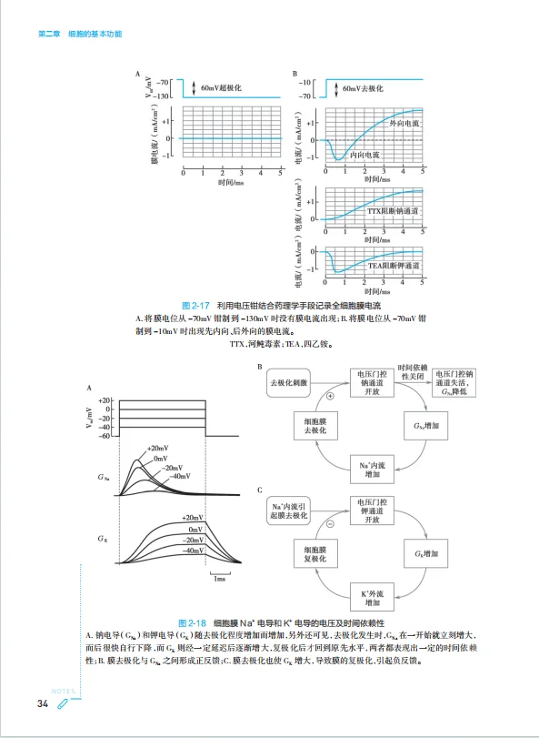医学生福利-生理学 10版 电子书 PDF
