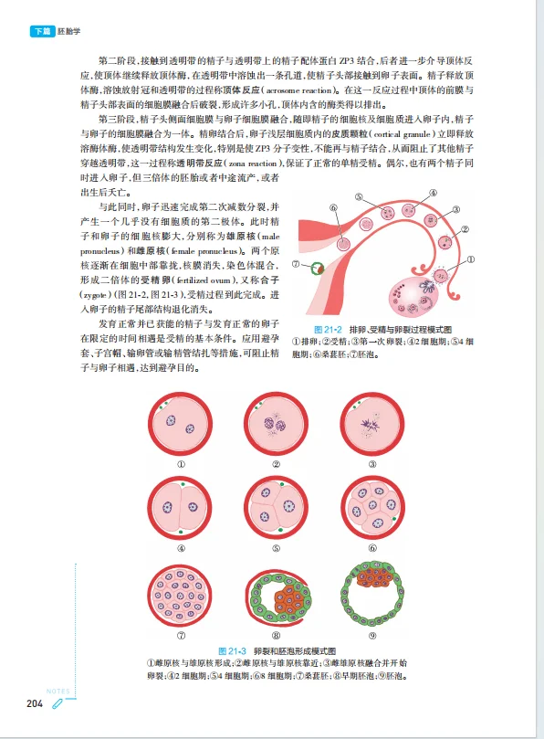 医学生福利-组织学与胚胎学 电子书 PDF