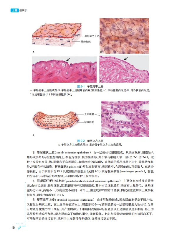 医学生福利-组织学与胚胎学 电子书 PDF