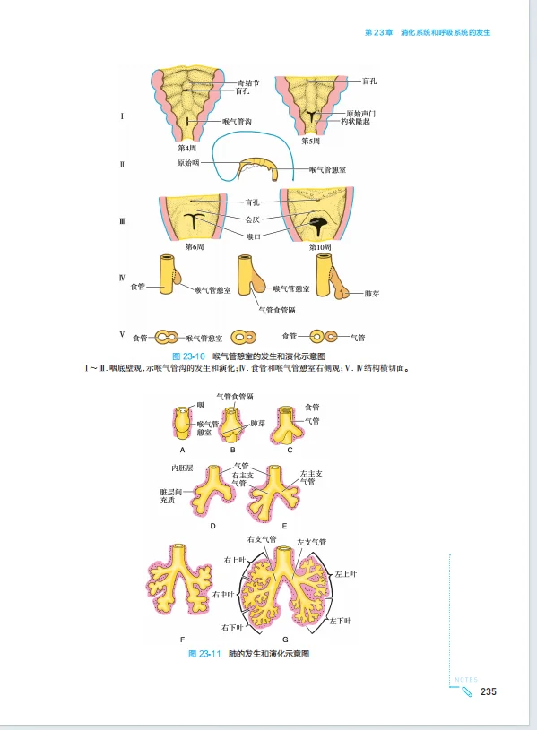 医学生福利-组织学与胚胎学 电子书 PDF