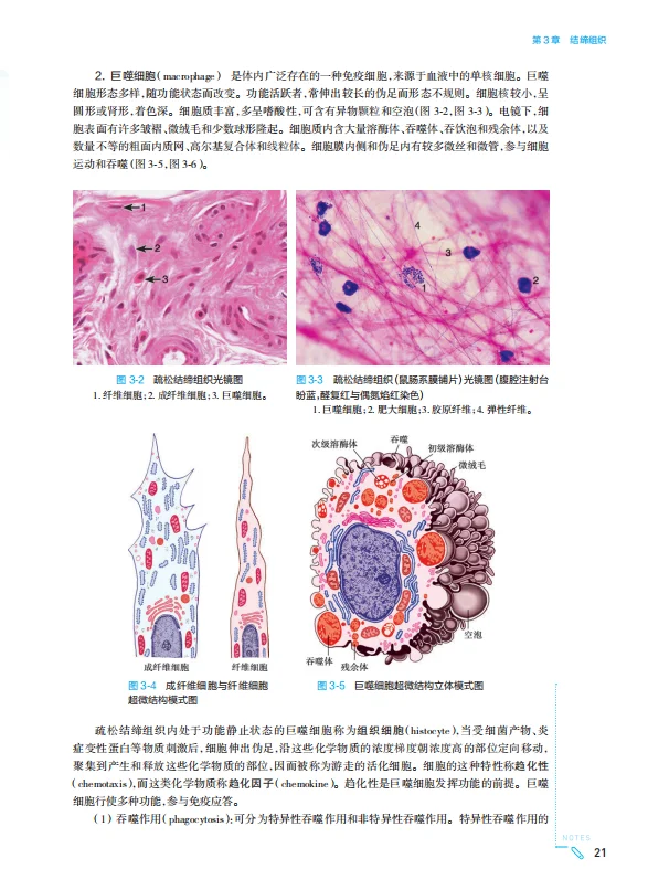 医学生福利-组织学与胚胎学 电子书 PDF