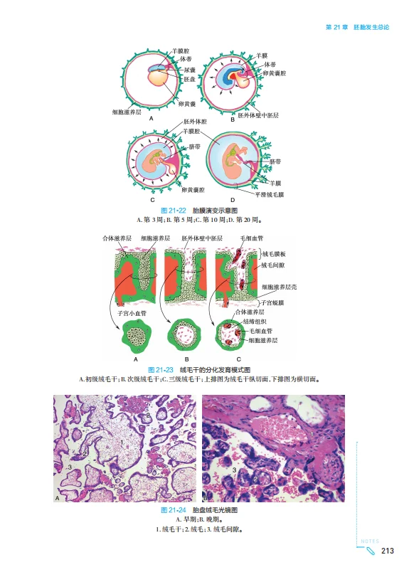 医学生福利-组织学与胚胎学 电子书 PDF