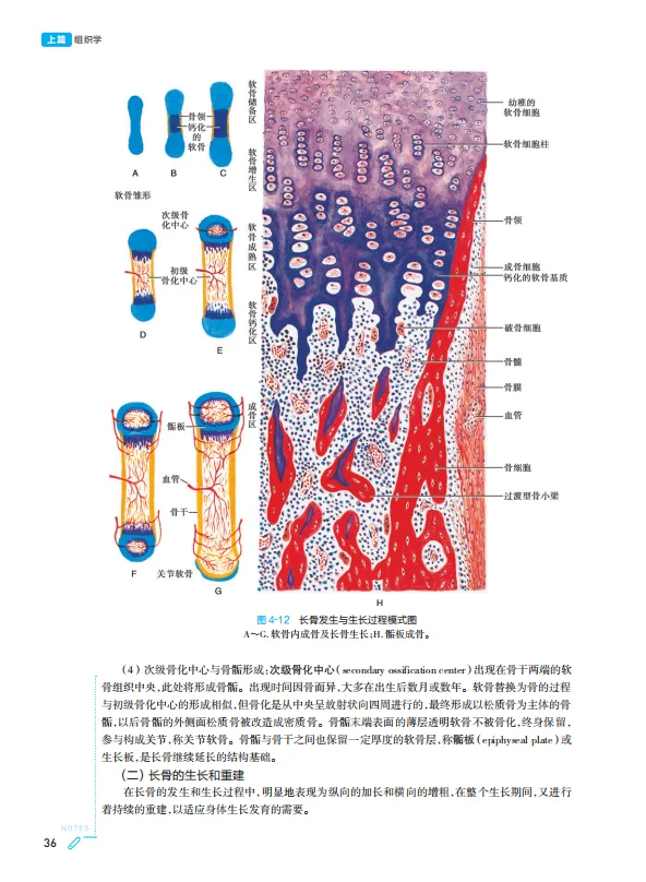 医学生福利-组织学与胚胎学 电子书 PDF