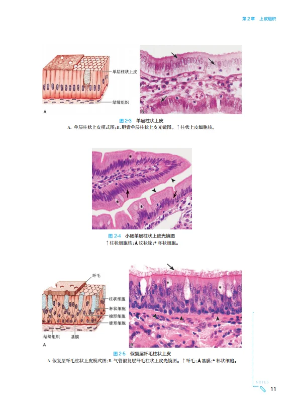 医学生福利-组织学与胚胎学 电子书 PDF