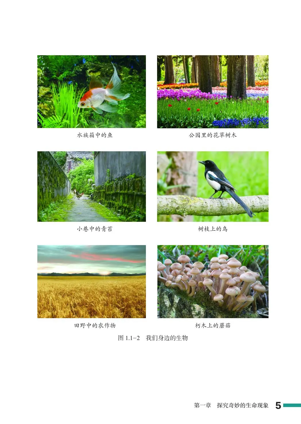 2024新鲁教版初中生物学PDF电子书七上