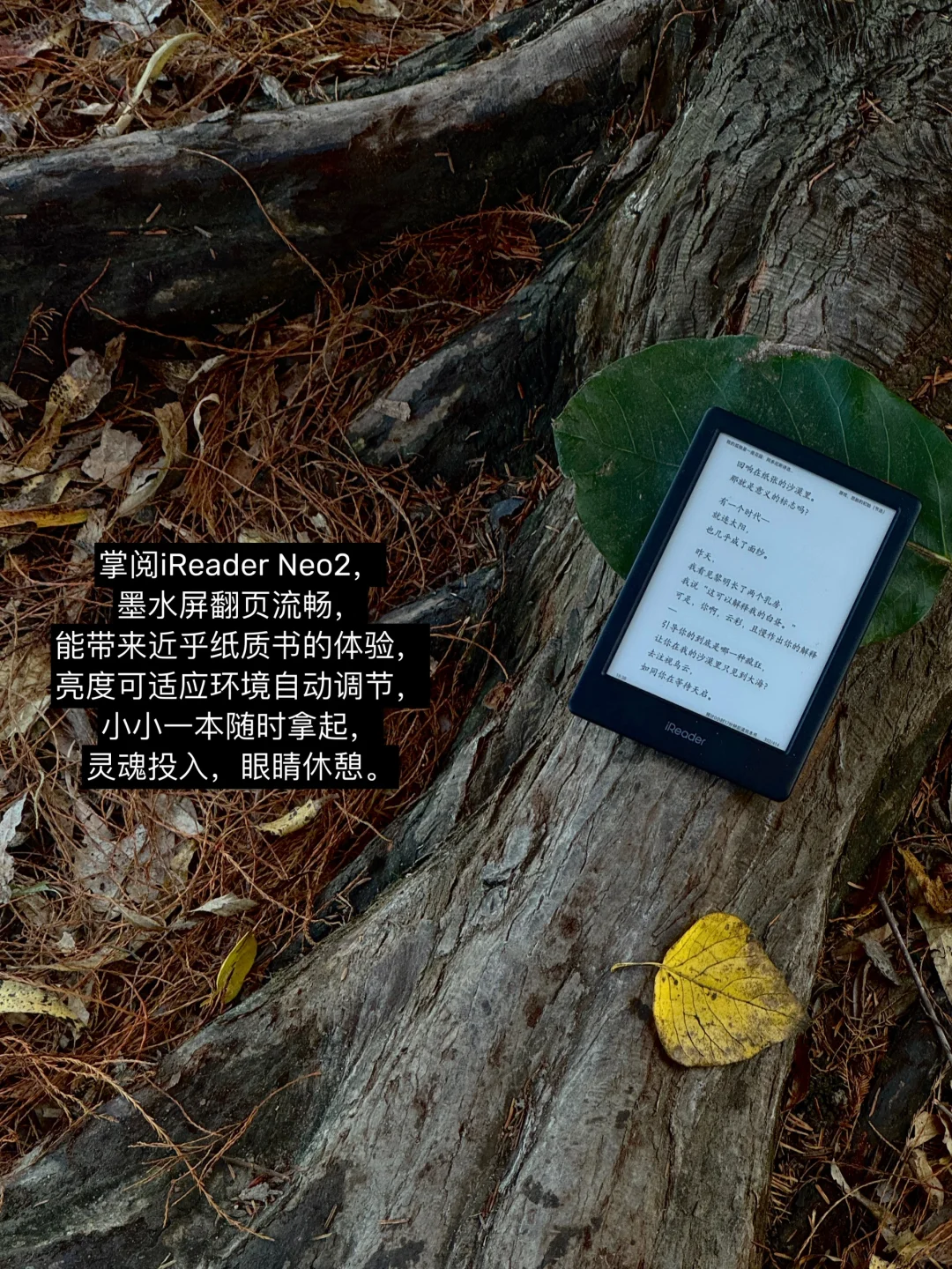 早起阅读4小时：今天就先被打动到这里