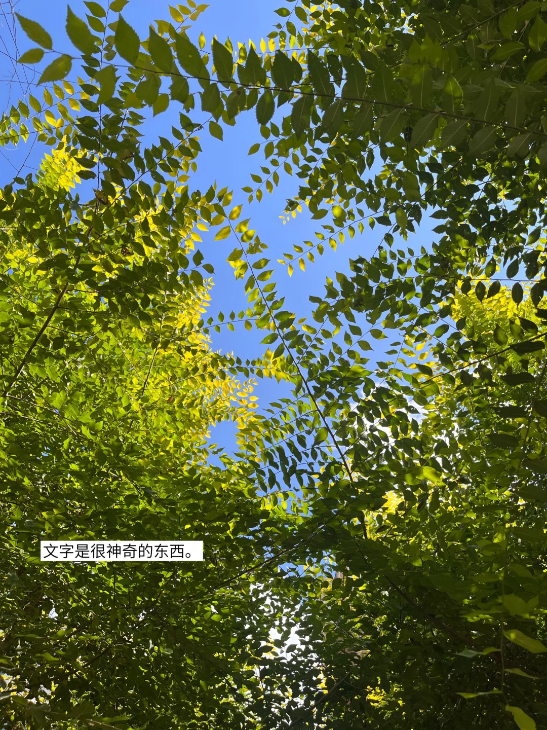 阅读让我看见一些人，书写让我得以被看见。