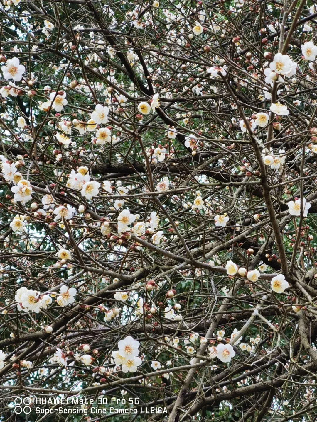 春日读《纳瓦尔宝典》