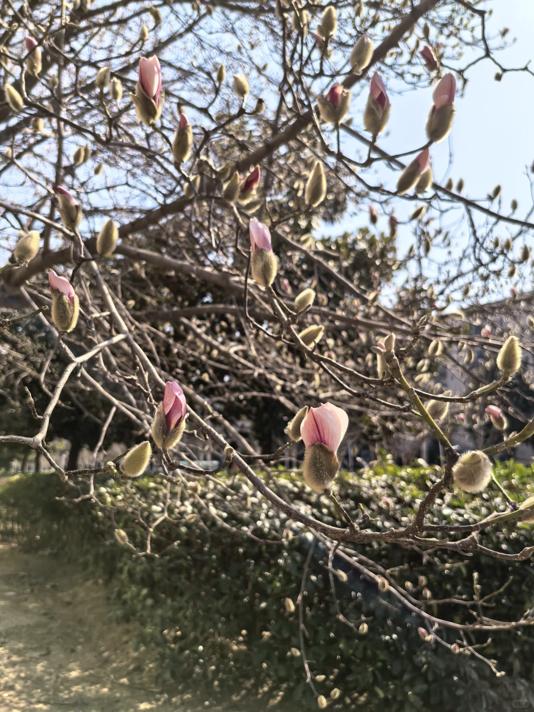 迎春玉兰🌸🌸