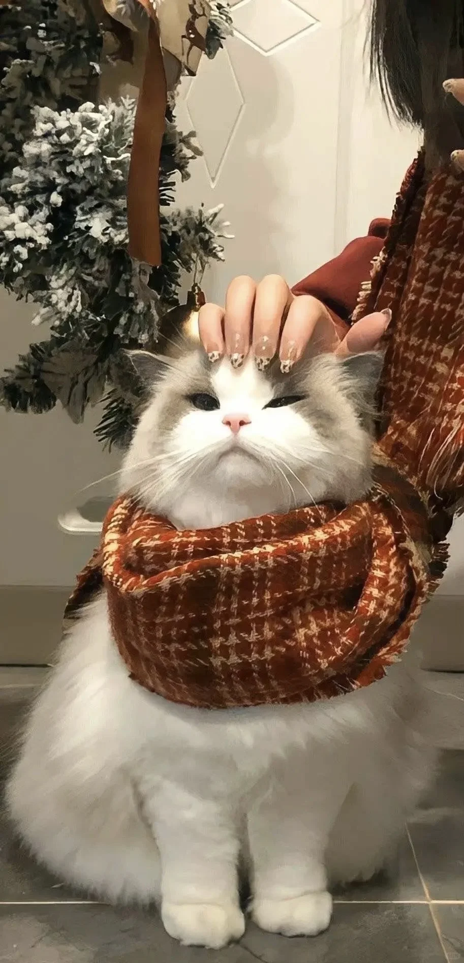 猫猫手机壁纸|聊天背景