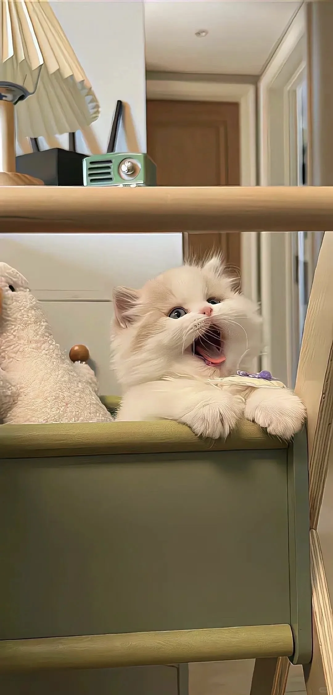 猫猫手机壁纸|聊天背景