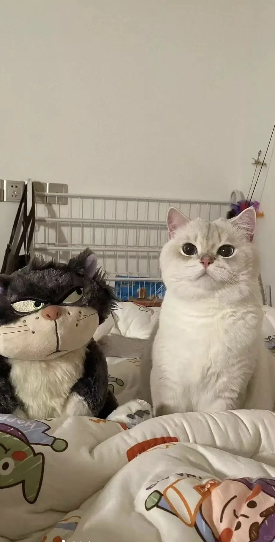 猫猫手机壁纸|聊天背景