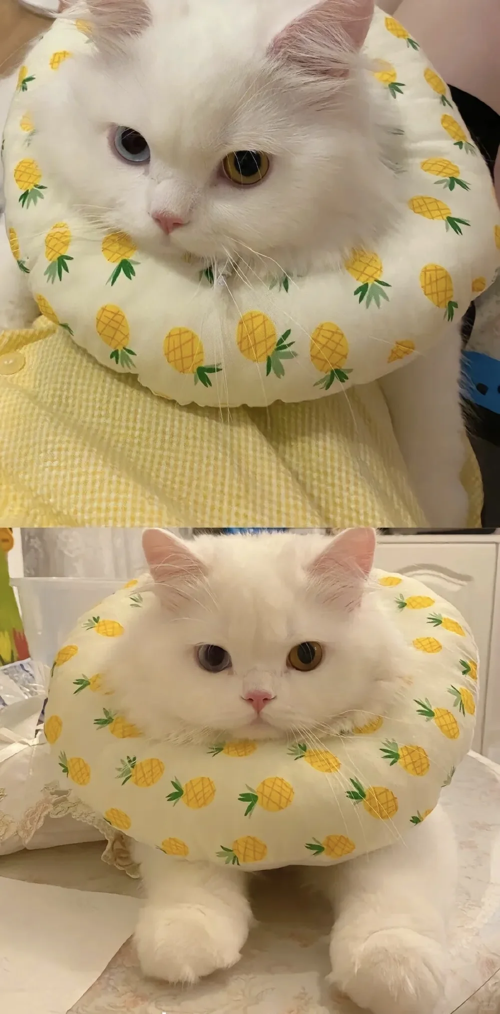 猫猫手机壁纸|聊天背景