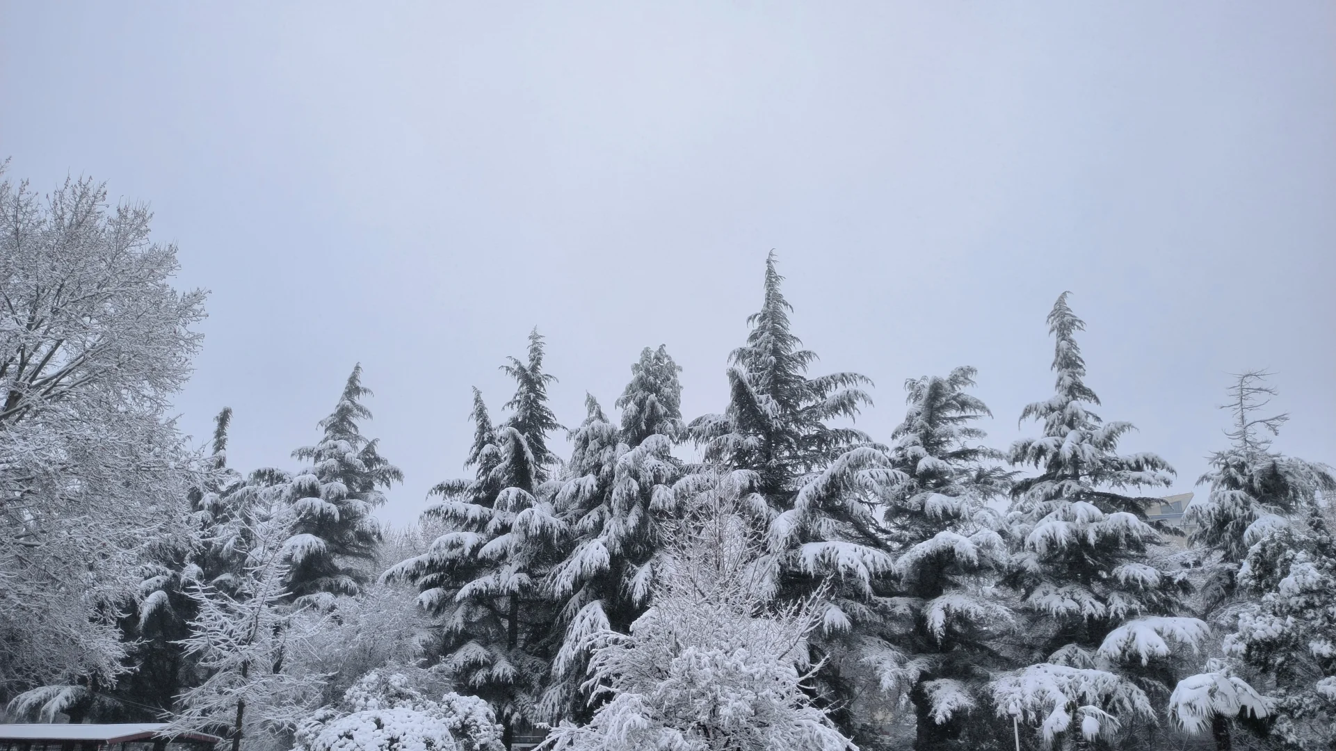 day1:在大雪围拥的安静中，慢慢成为自己❄