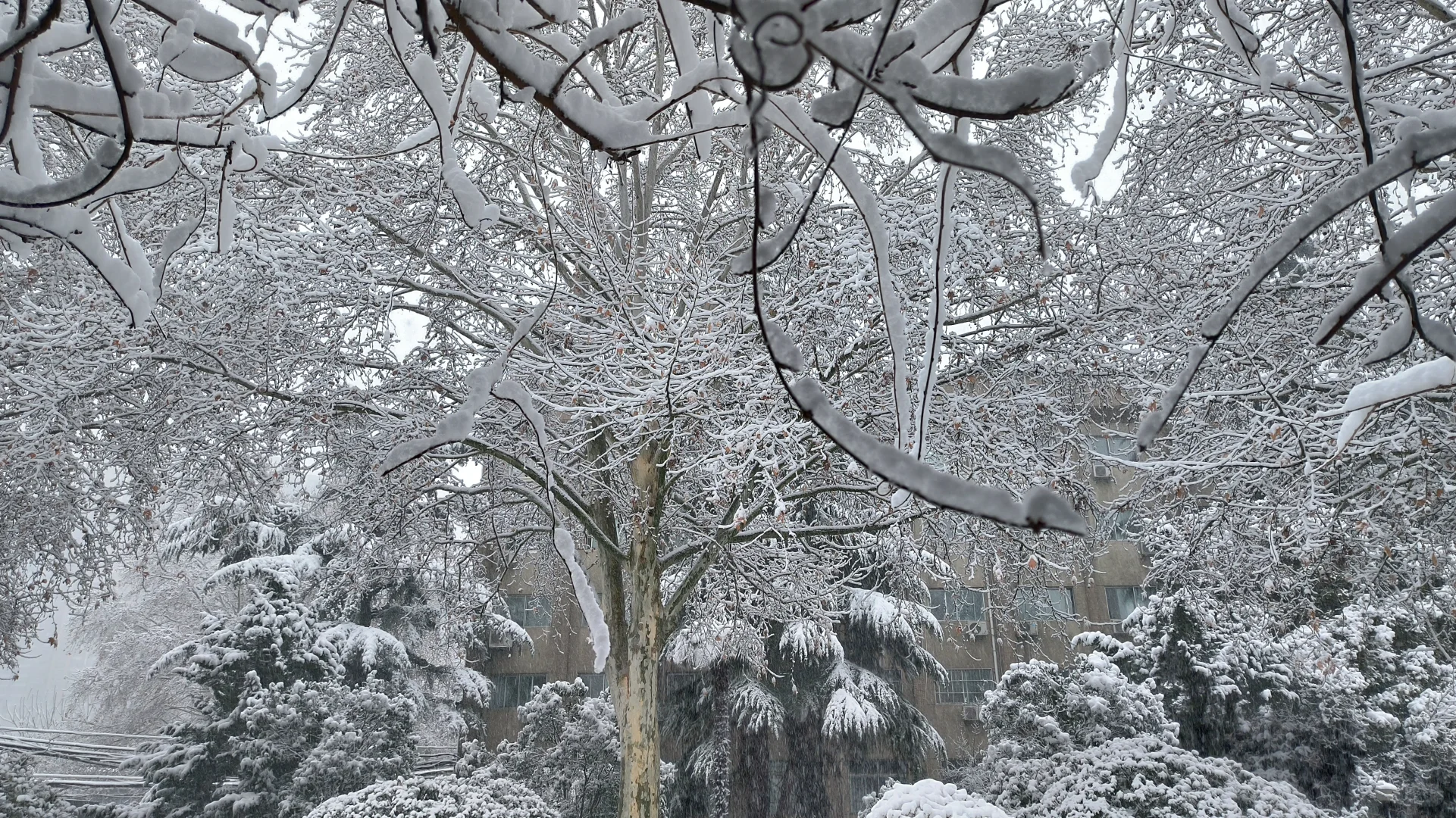 day1:在大雪围拥的安静中，慢慢成为自己❄
