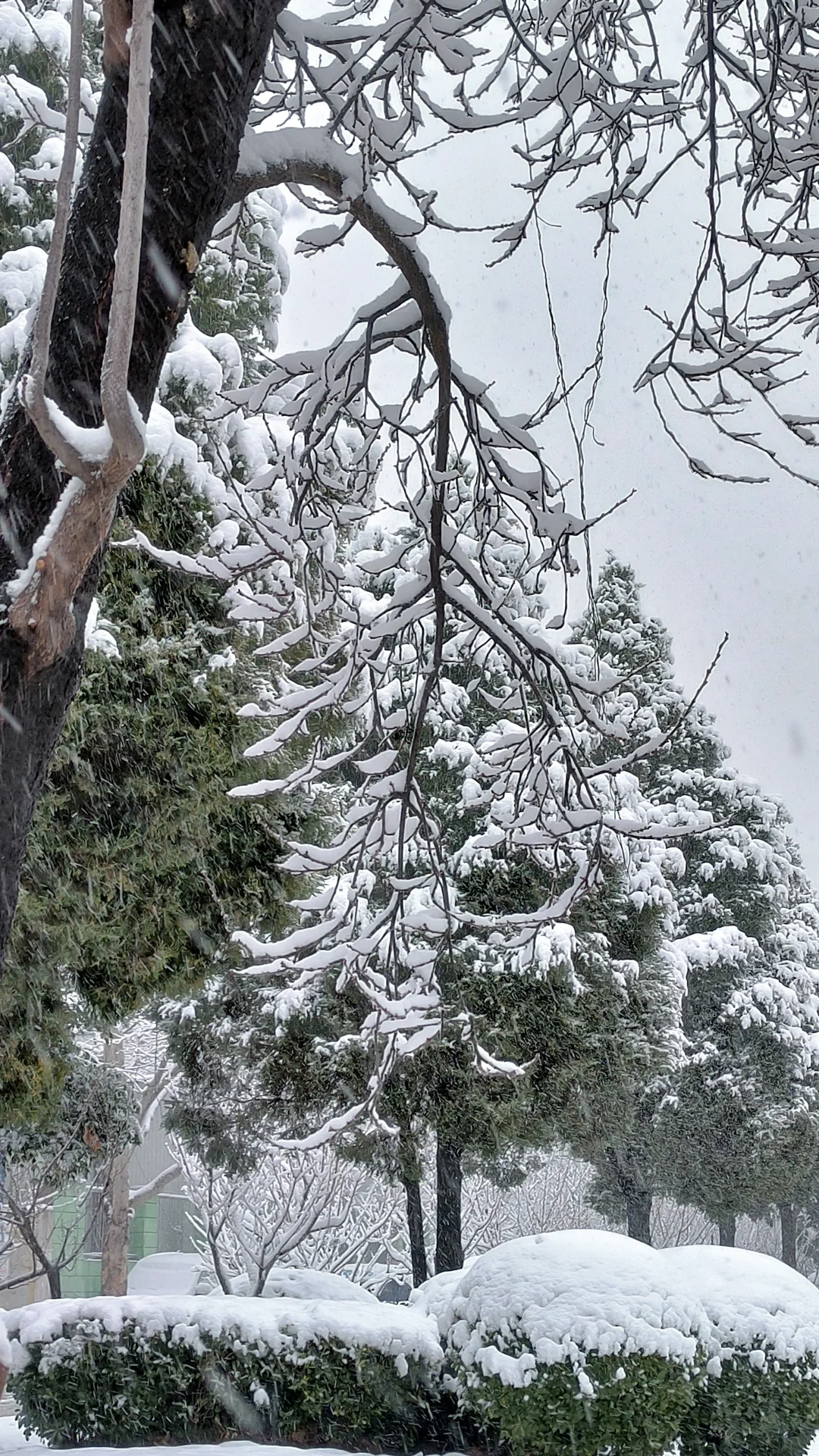 day1:在大雪围拥的安静中，慢慢成为自己❄