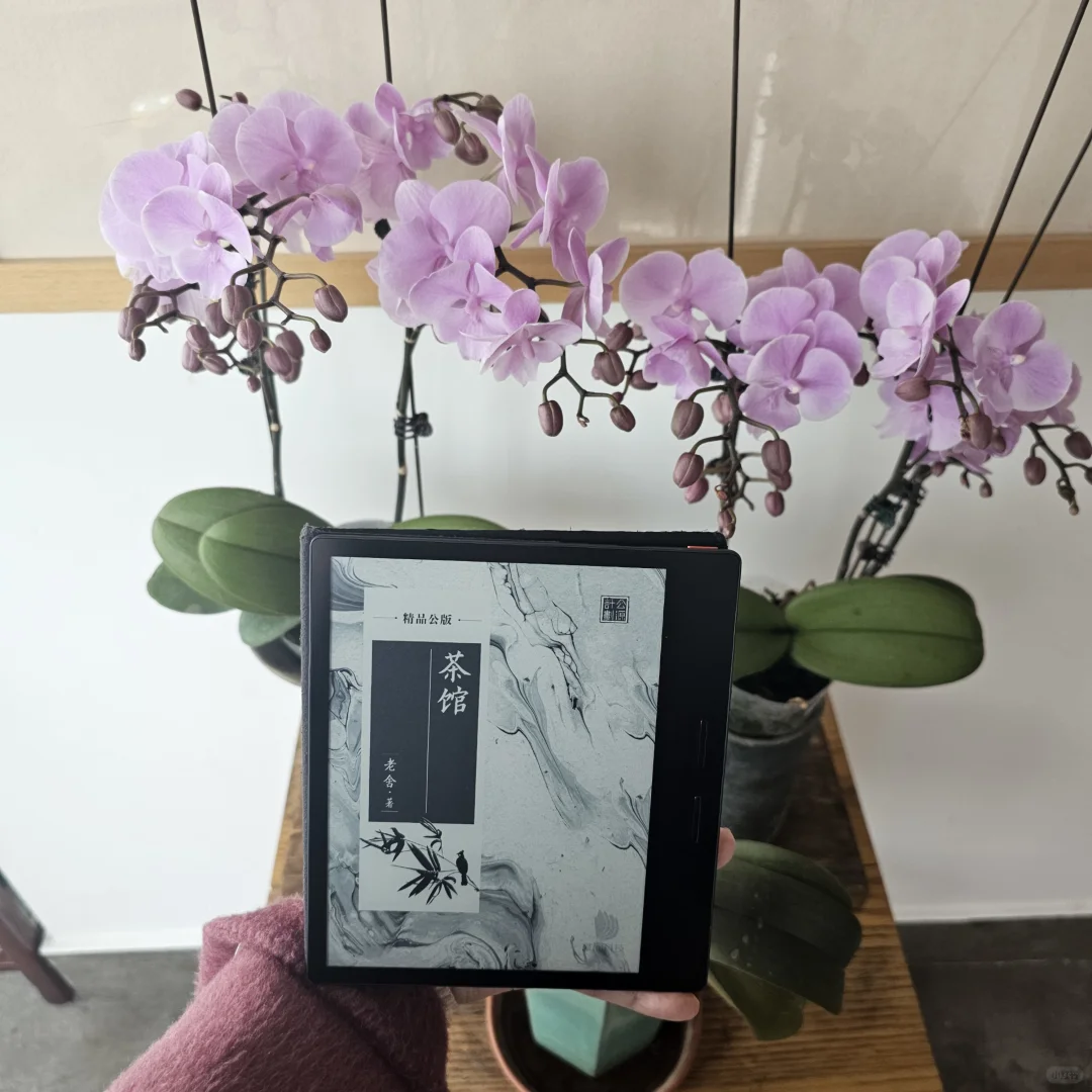 槐荫漫煮人间戏