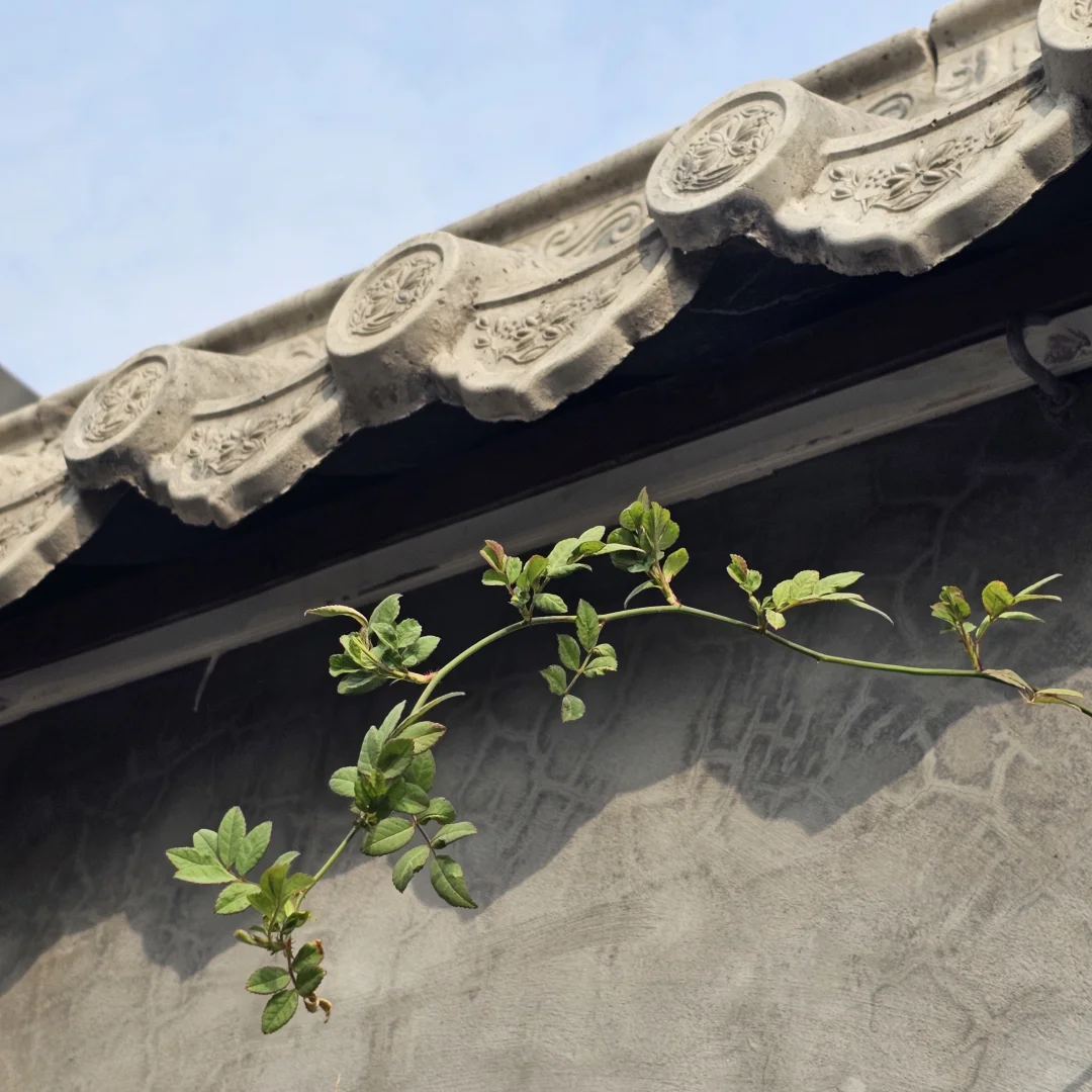 槐荫漫煮人间戏